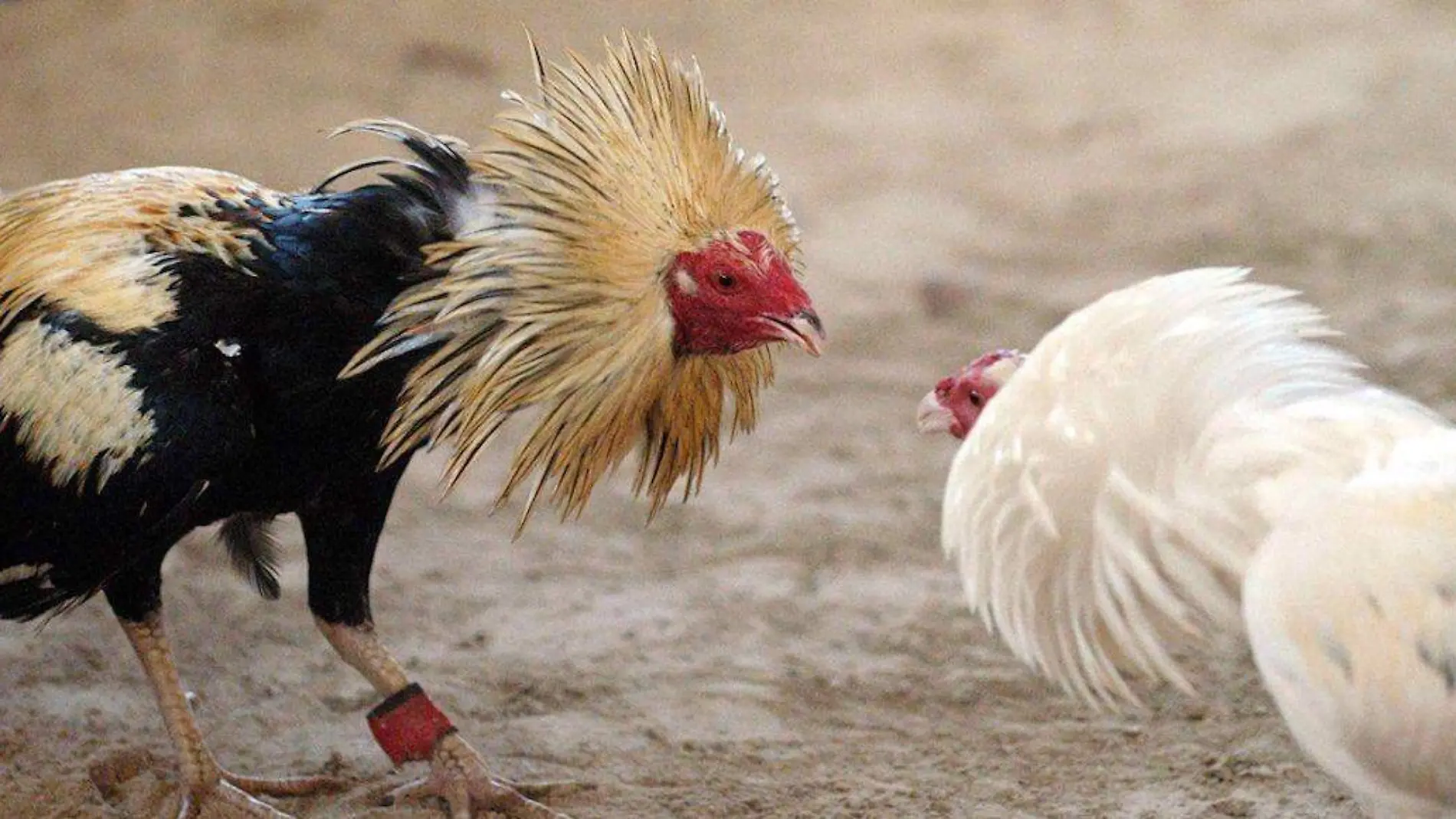 gallos de pelea